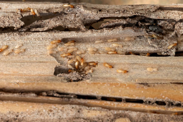 Bird Control in Corydon, IA